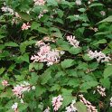 Neillia sinensis fleur